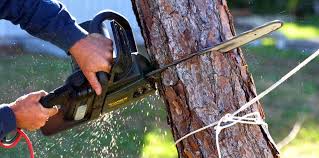 Best Tree Risk Assessment  in Coronado, CA