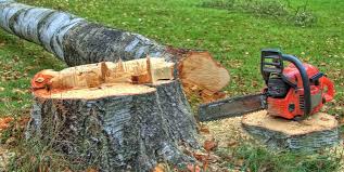 Trusted Coronado, CA Tree Care Experts