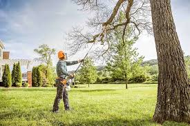  Coronado, CA Tree Care Pros