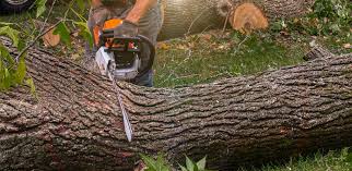 Best Hazardous Tree Removal  in Coronado, CA