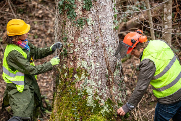 Best Tree Disease Treatment  in Coronado, CA