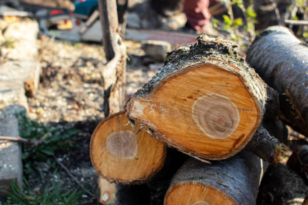 Best Tree and Shrub Care  in Coronado, CA