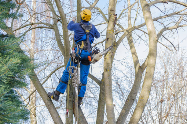 Best Tree Cabling and Bracing  in Coronado, CA