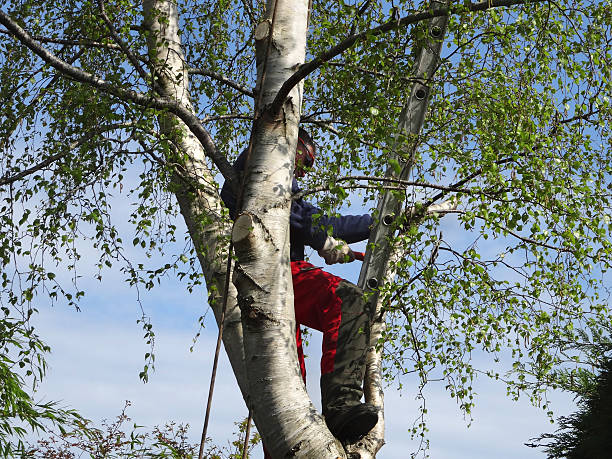Best Tree Removal  in Coronado, CA