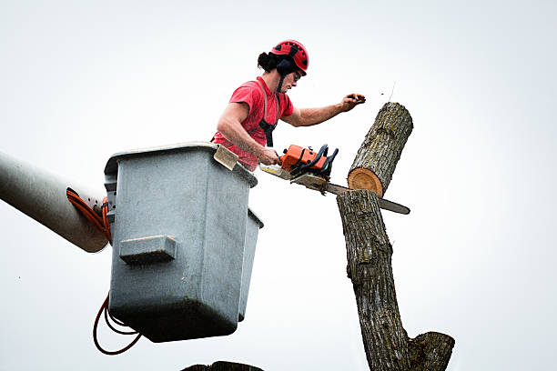 Best Seasonal Cleanup (Spring/Fall)  in Coronado, CA